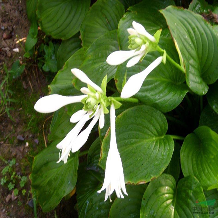 苗圃批发金边玉簪苗 耐寒耐阴玉簪苗 夏杰花卉 定金发货