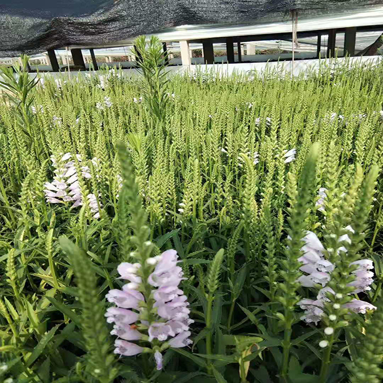 基地批发盆栽假龙头 青州花卉批发假龙头 夏杰花卉 定金发货