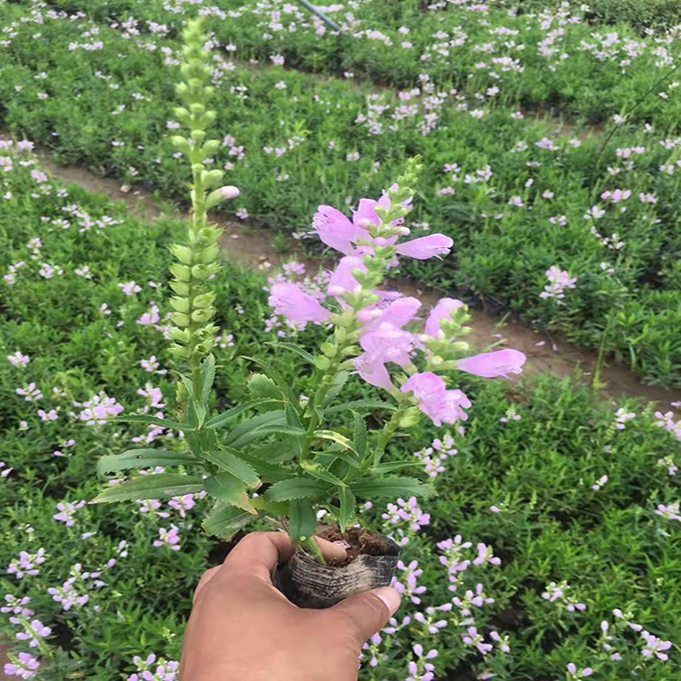 景观建设假龙头花苗 山东宿根花卉假龙头 夏杰花卉 基地常年批发