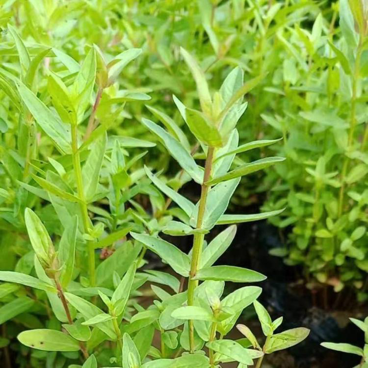 千屈菜育苗批发 千屈菜杯苗出售 千屈菜基地直供