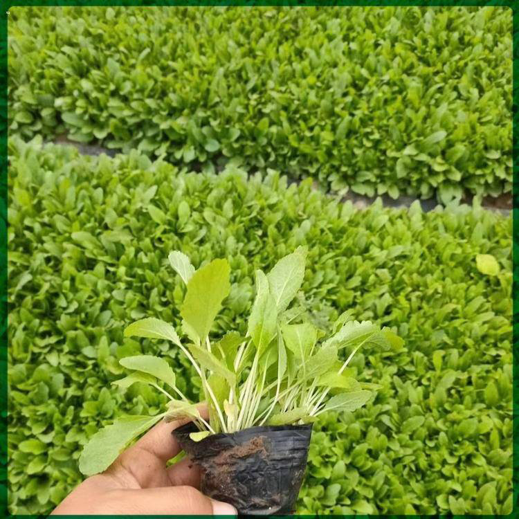 多年生宿根花卉鼠尾草 花海新品种鼠尾草 夏杰花卉 定金发货