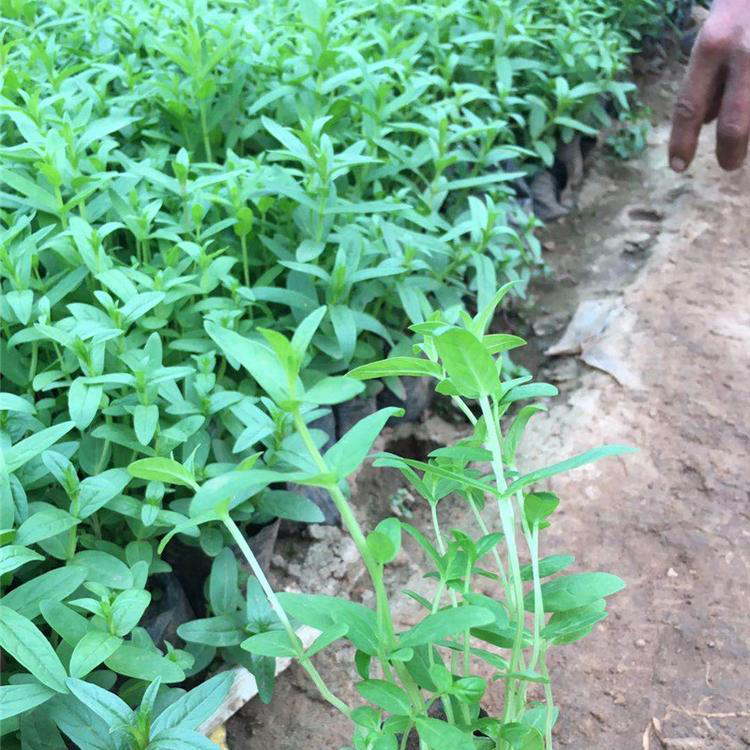 千屈菜营养钵苗 水生植物千屈菜常年供应 夏杰花卉 绿化花木