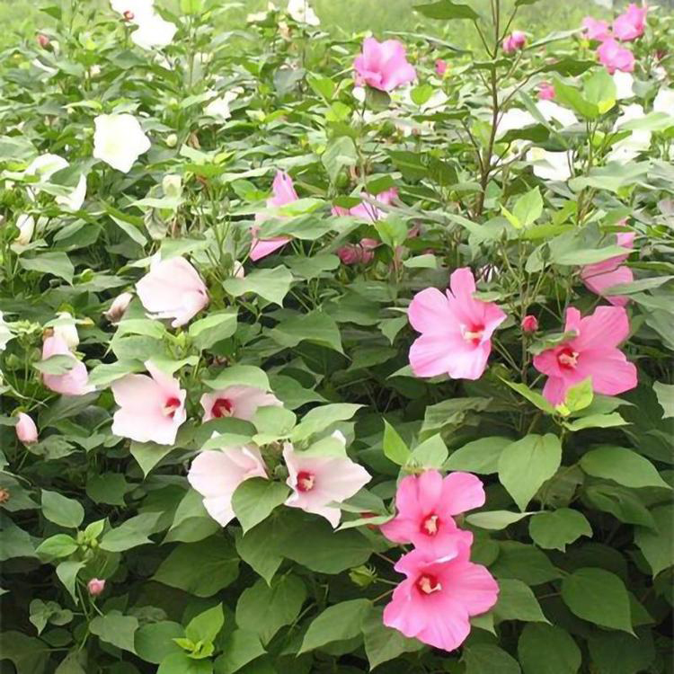 大花秋葵盆栽杯苗 基地种植