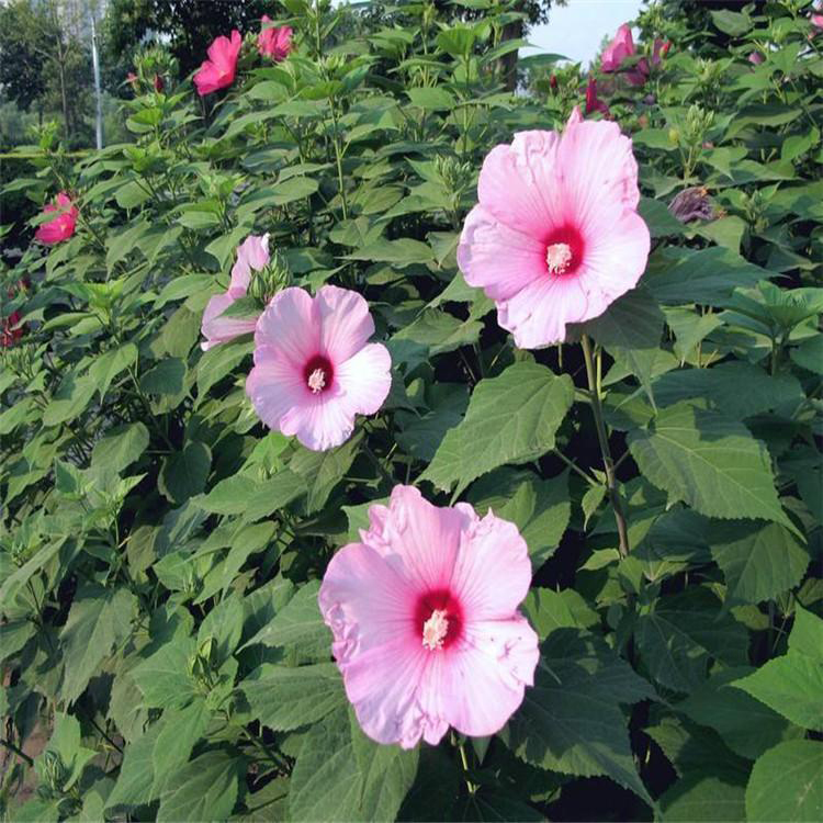 大花秋葵基地供应 青州出售大花秋葵 夏杰花卉 基地常年批发