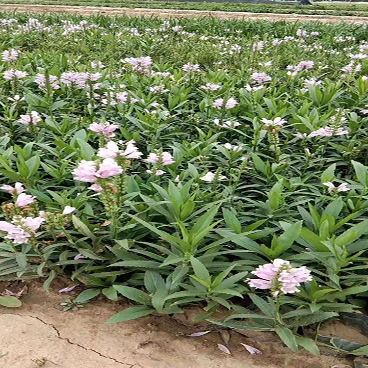 景观建设假龙头花苗 耐寒宿根花卉假龙 夏杰花卉 绿化花木
