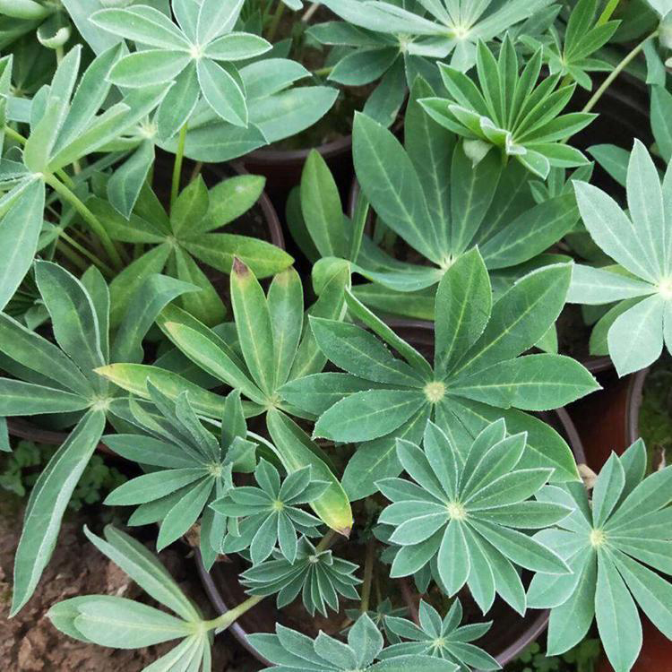 山东宿根羽扇豆基地 多叶羽扇豆鲁冰花工程用苗 夏杰花卉 绿化花木