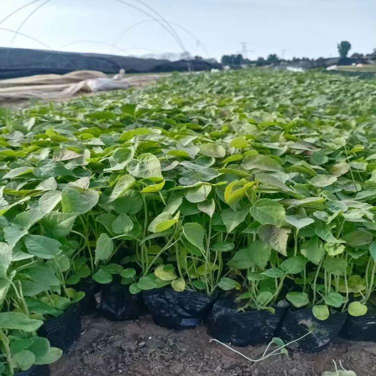 批发多年生大花秋葵 宿根花卉大花秋葵批发 夏杰花卉 基地常年批发