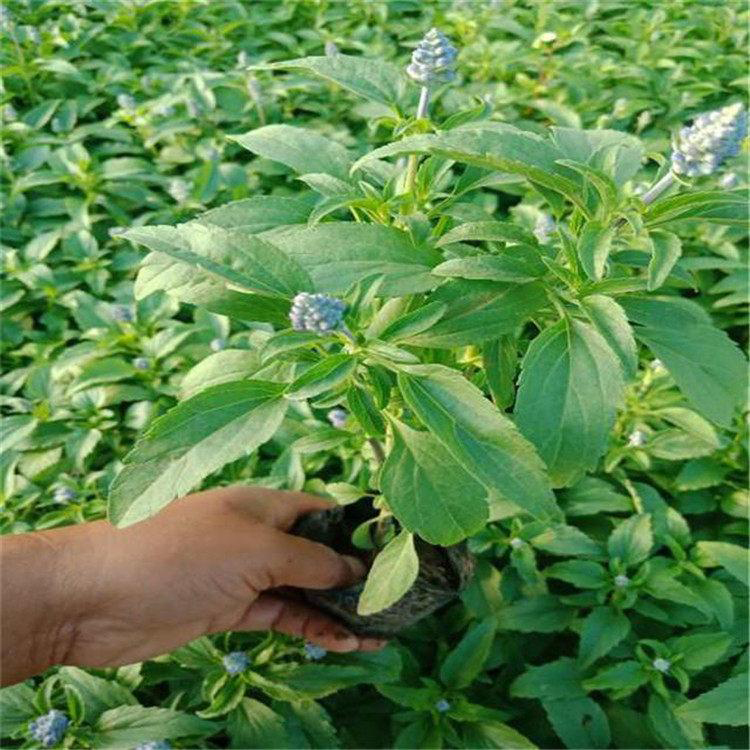 青州花卉鼠尾草价格 地被鼠尾草花海植物 夏杰花卉 基地种植