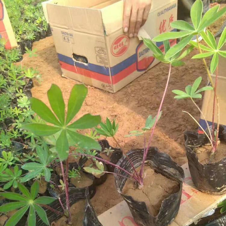 自产自销羽扇豆 盆栽绿化工程羽扇豆 夏杰花卉 绿化花木