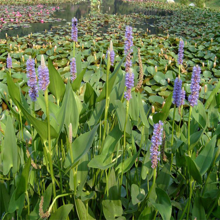 水体湿地绿化千屈菜 现苗千屈菜批发 夏杰花卉 基地种植
