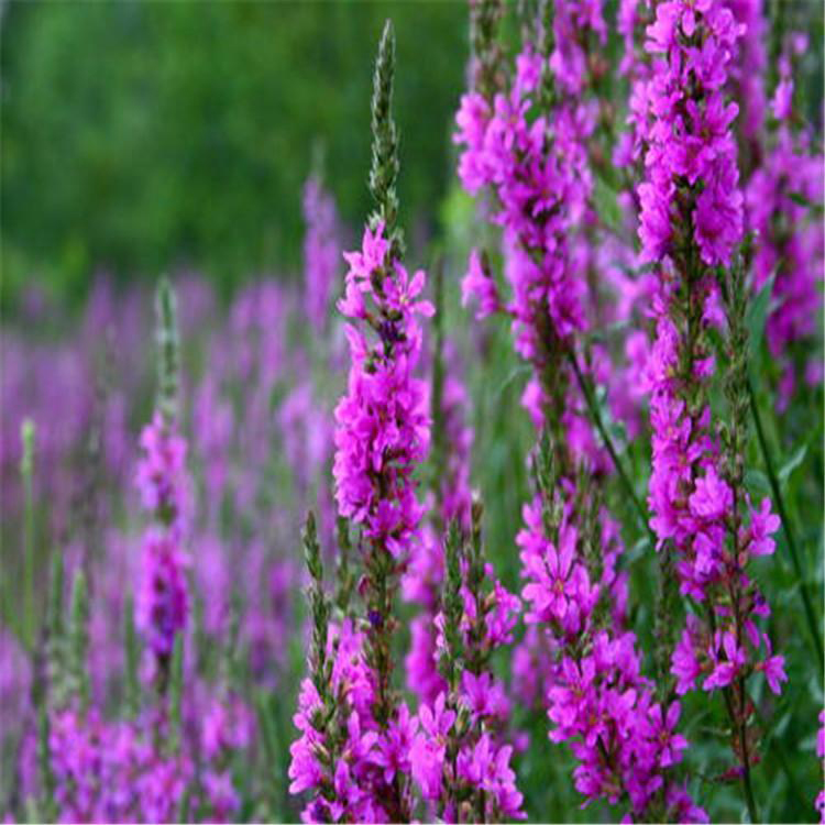 盆栽易成活千屈菜苗 基地批发千屈菜 夏杰花卉 绿化花木