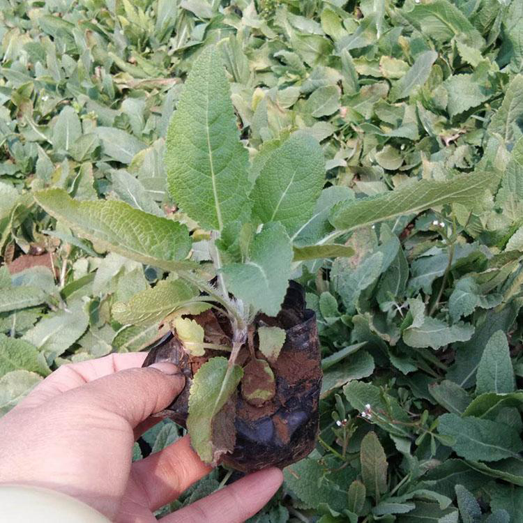 园林工程用鼠尾草 批发出售鼠尾草 夏杰花卉 苗圃直发