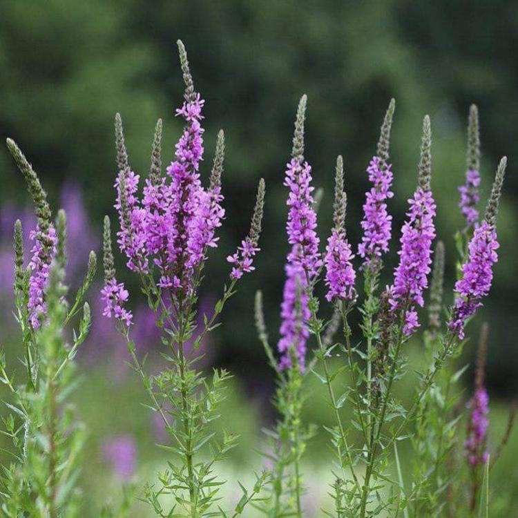 青州花圃供应千屈菜 公园草花