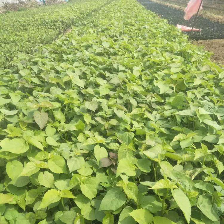 宿根多年生大花秋葵 大花秋葵盆栽杯苗 夏杰花卉 基地种植