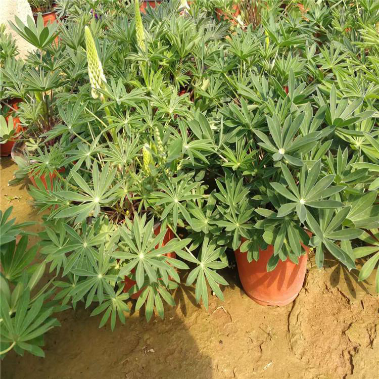 绿化工程蓝羊茅苗 公路草花
