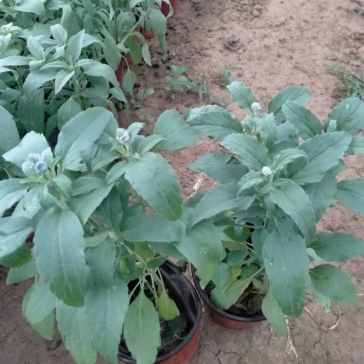 批发鼠尾草盆栽 园林城市绿化用鼠尾草 夏杰花卉 定金发货