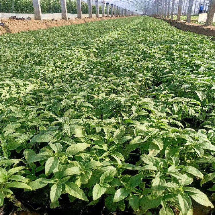 耐旱鼠尾草基地 小杯宿根鼠尾草 夏杰花卉 货到付款