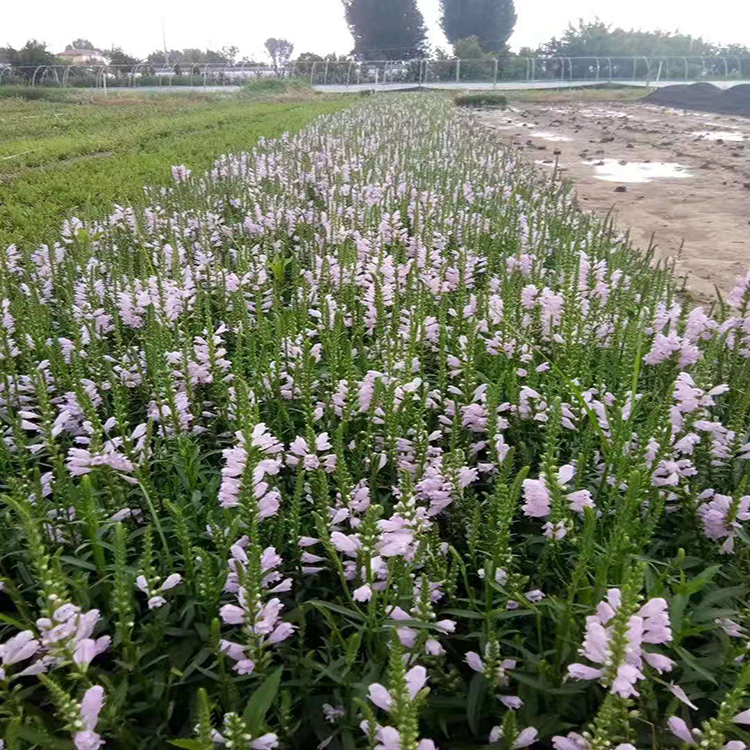 多规格假龙头报价 耐寒宿根花卉假龙 夏杰花卉 货到付款