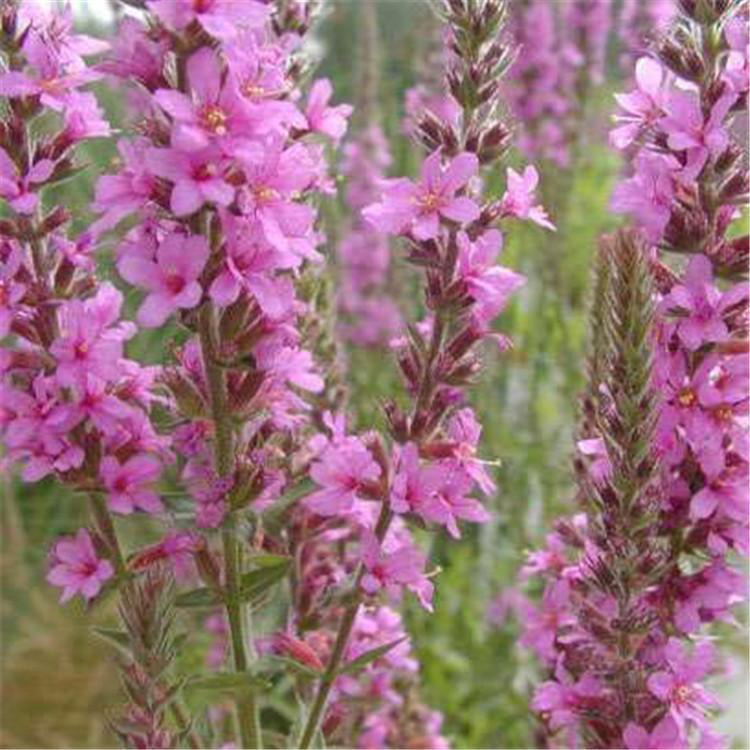 基地供应多芽千屈菜 河道水体绿化净化千屈菜 夏杰花卉 无中间商