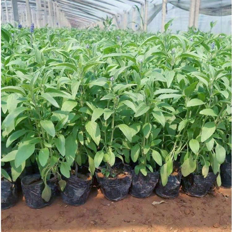 耐寒花卉鼠尾草杯苗 墨西哥鼠尾草花海 夏杰花卉 货到付款