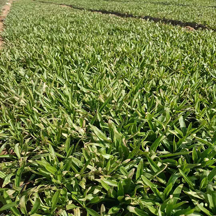 假龙头根系好易成活 青州基地批发假龙头 夏杰花卉 货到付款