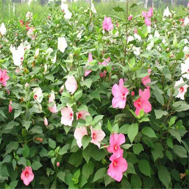 青州出售大花秋葵 大花秋葵种植基地 夏杰花卉 绿化花木