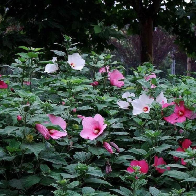 青州出售大花秋葵 大花秋葵盆栽价格 夏杰花卉 定金发货