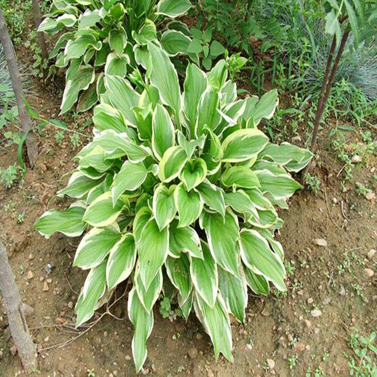 园林庭院玉簪 耐阴植物玉簪 夏杰花卉 基地常年批发