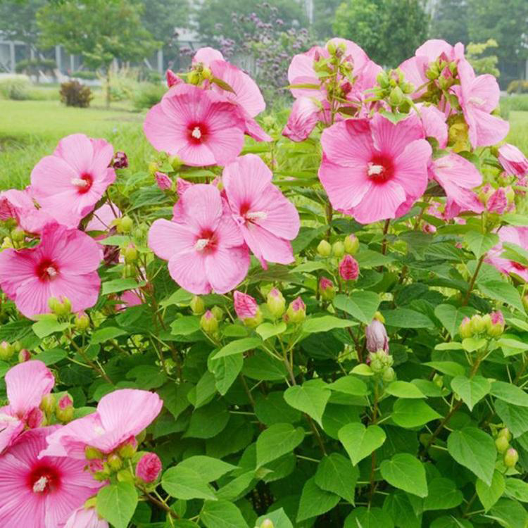 大花秋葵批发基地 基地生产大花秋葵 夏杰花卉 免费赠送种植技术