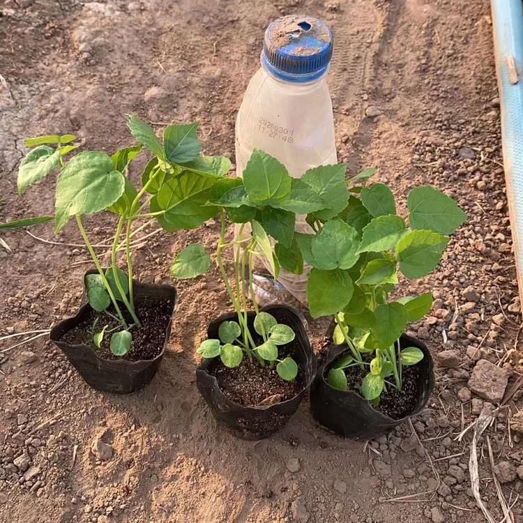 景观工程绿化大花秋葵 大花秋葵当天挖苗 夏杰花卉 基地常年批发