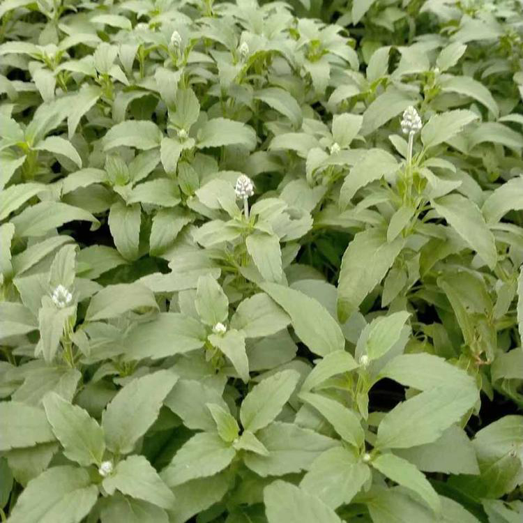 花卉基地批发鼠尾草 小杯宿根鼠尾草 夏杰花卉 货到付款