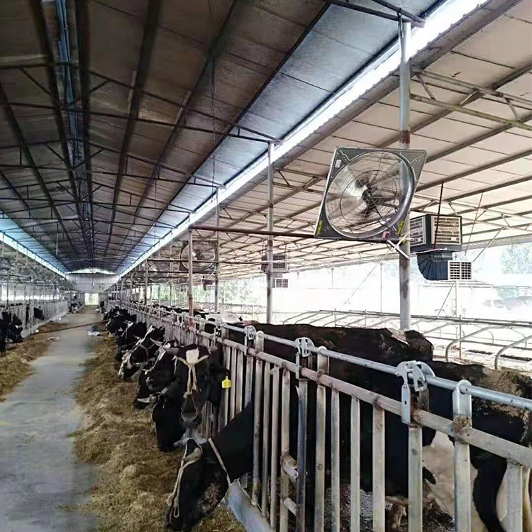 鼎元 牛舍风机 降温通风排气扇 牛棚风机 养殖场风机 厂家现货直销