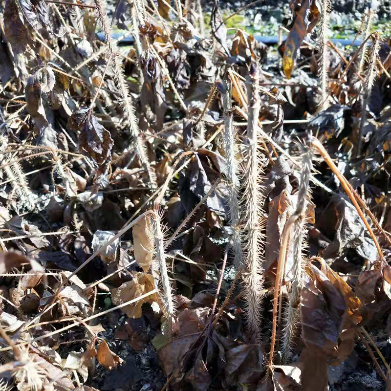  供应一年生短梗刺五加苗 刺五加苗价格 刺五加苗批发 大量批发刺五加苗木