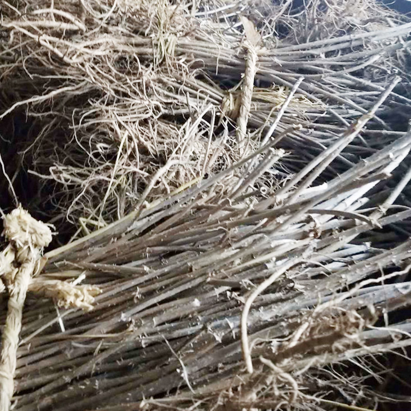 刺嫩芽苗价格 辽长期大量供应刺老芽苗 欢迎来电咨询 刺嫩芽苗批发