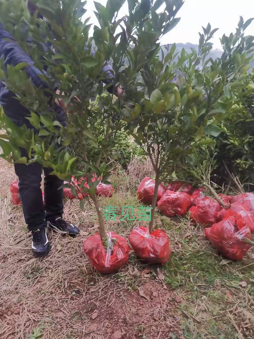 成都苗圃直发春江苗 春见耙耙柑苗基地 柑橘春见苗批发 苗场基地直销