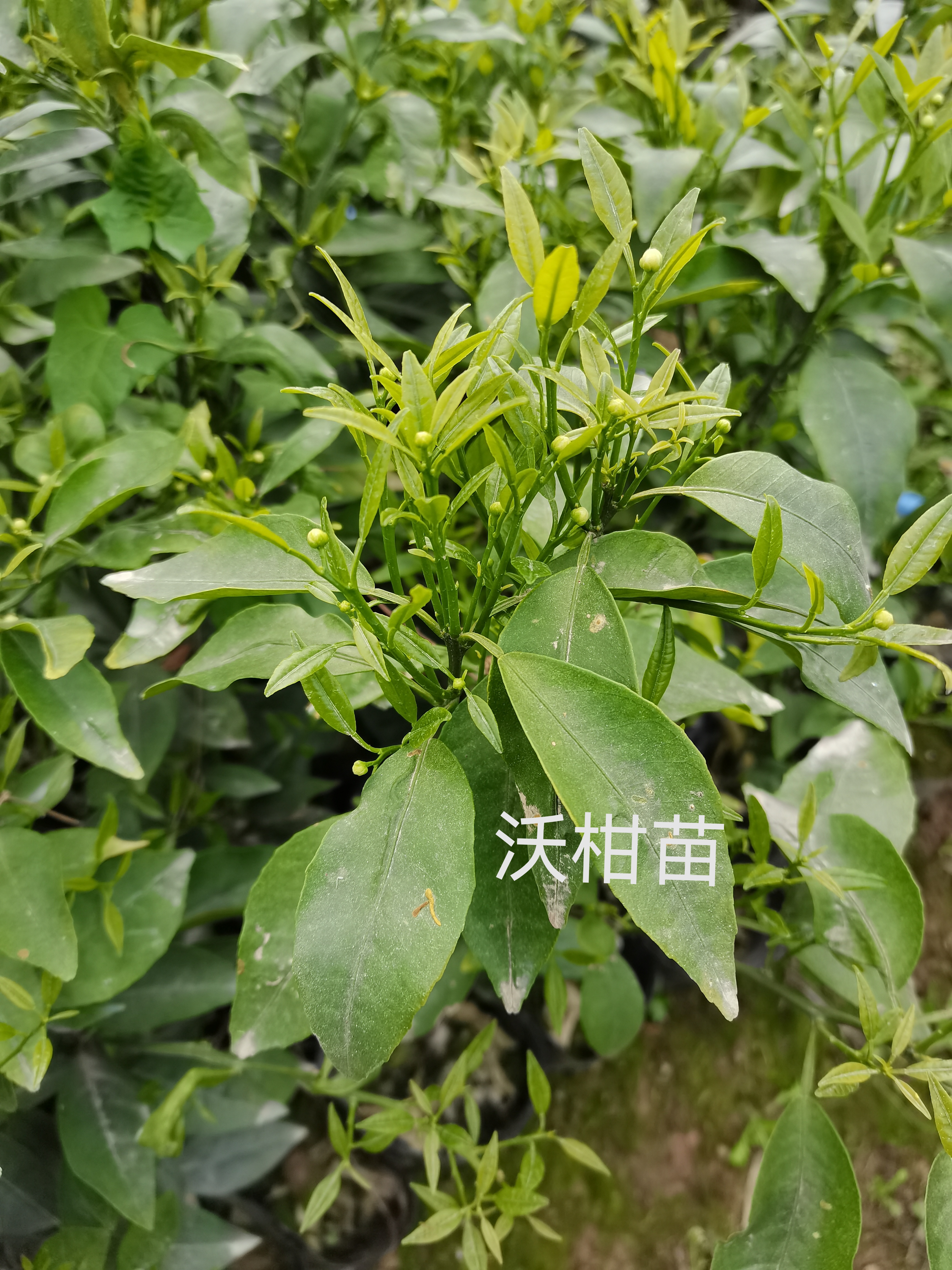 四川果苗批发沃柑苗 四川无核沃柑苗 四川精选沃柑苗价格