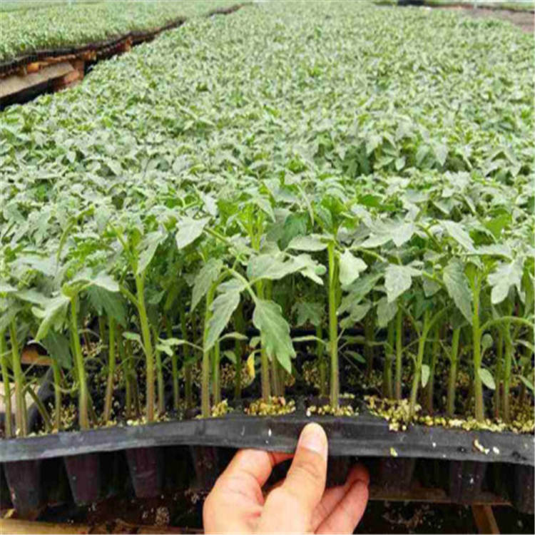 潍坊温室种植特色小柿子小西红柿种苗    特色小柿子小西红柿种苗常年优惠