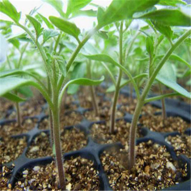 寿光大量供应草莓西红柿苗    草莓西红柿苗量大价优