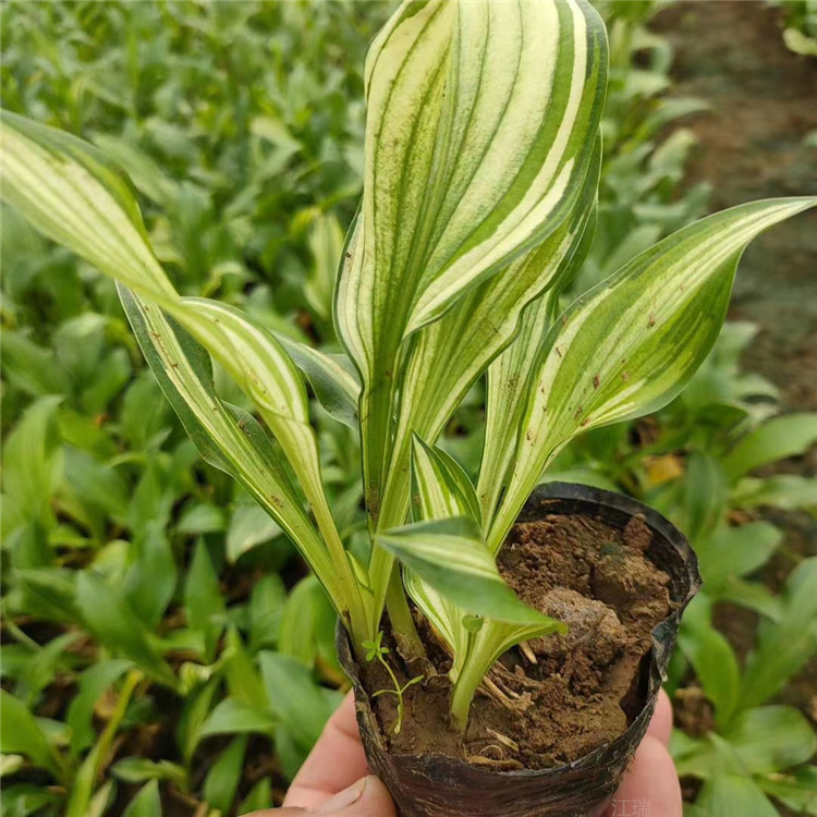 花叶玉簪出售行情 花叶玉簪基地价格 江瑞花卉