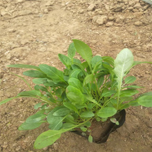 美丽月见草出售价格 月见草种子 月见草行情