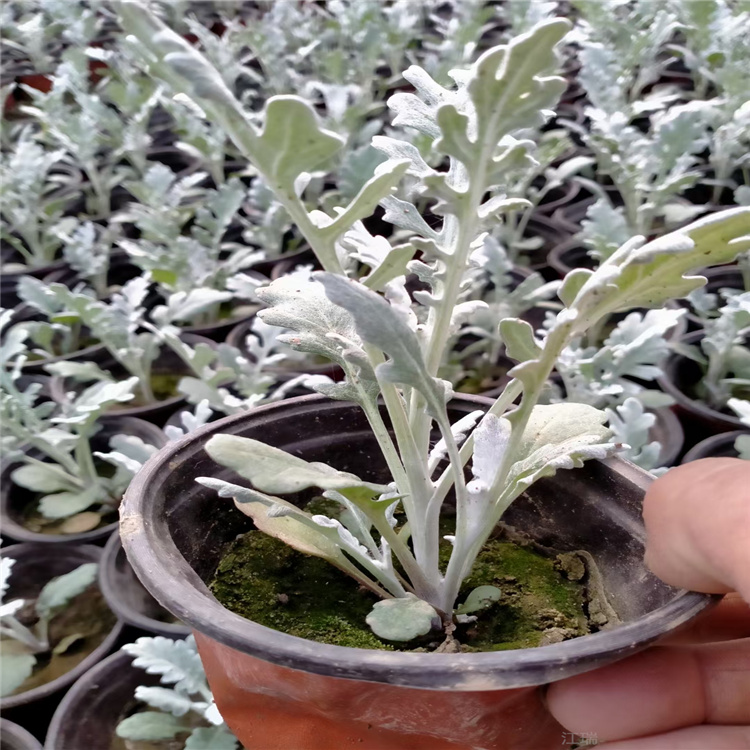 银叶菊价格 银叶菊种子 江瑞银叶菊采购 欢迎咨询
