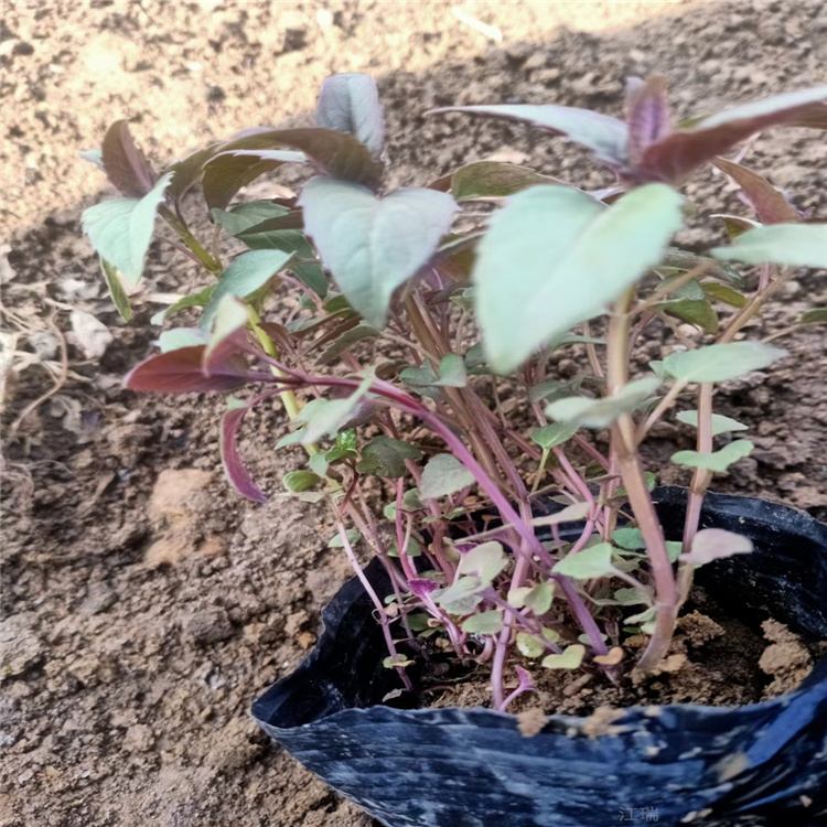 荆芥基地 荆芥出售价格 江瑞