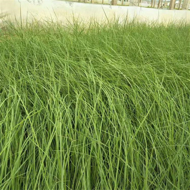 铭雅  粉黛乱子草小苗  耐水湿、耐干旱、耐盐碱