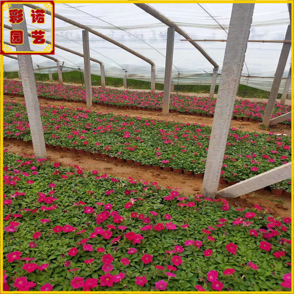批发好品质牵牛花袋苗 颜色鲜艳矮牵牛绿化地被草花 