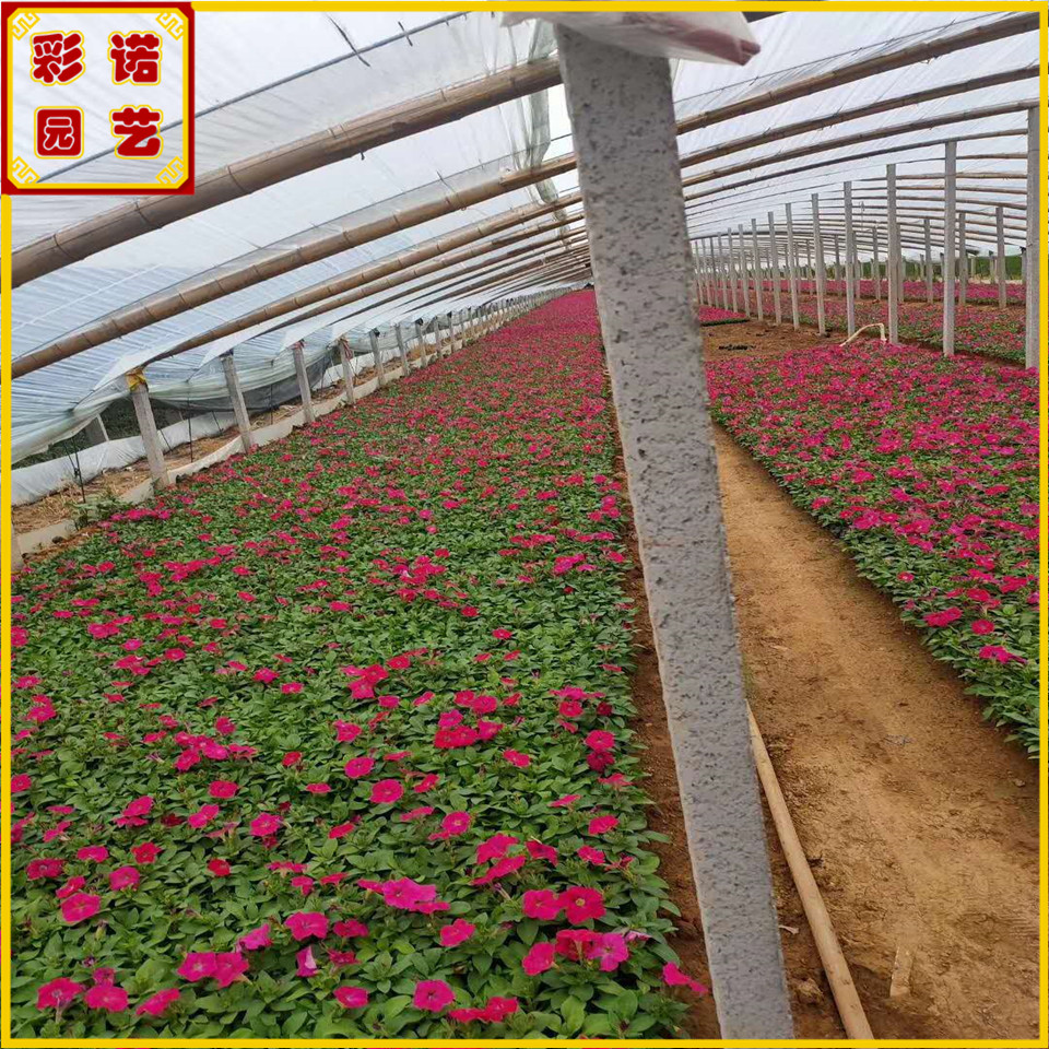 新品矮牵牛容器苗上市 多个颜色矮牵牛营养杯苗 彩诺园艺基地直发