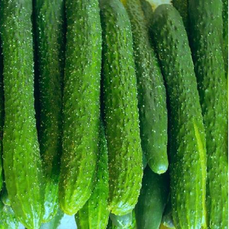 批发零售绿皮密刺黄瓜苗批发商    批发零售绿皮密刺黄瓜苗