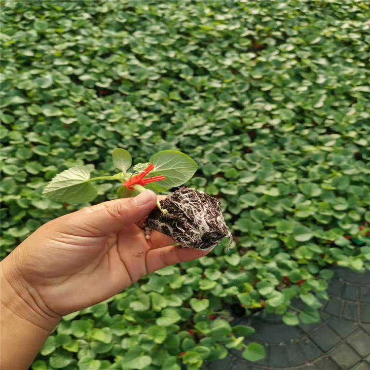 潍坊露天种植博洋9甜瓜苗    博洋9甜瓜苗大量发货