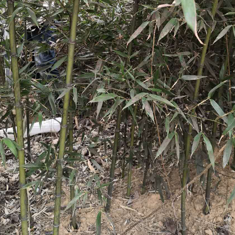 早园竹树苗 大量批发早园竹树苗 早园竹树苗批发