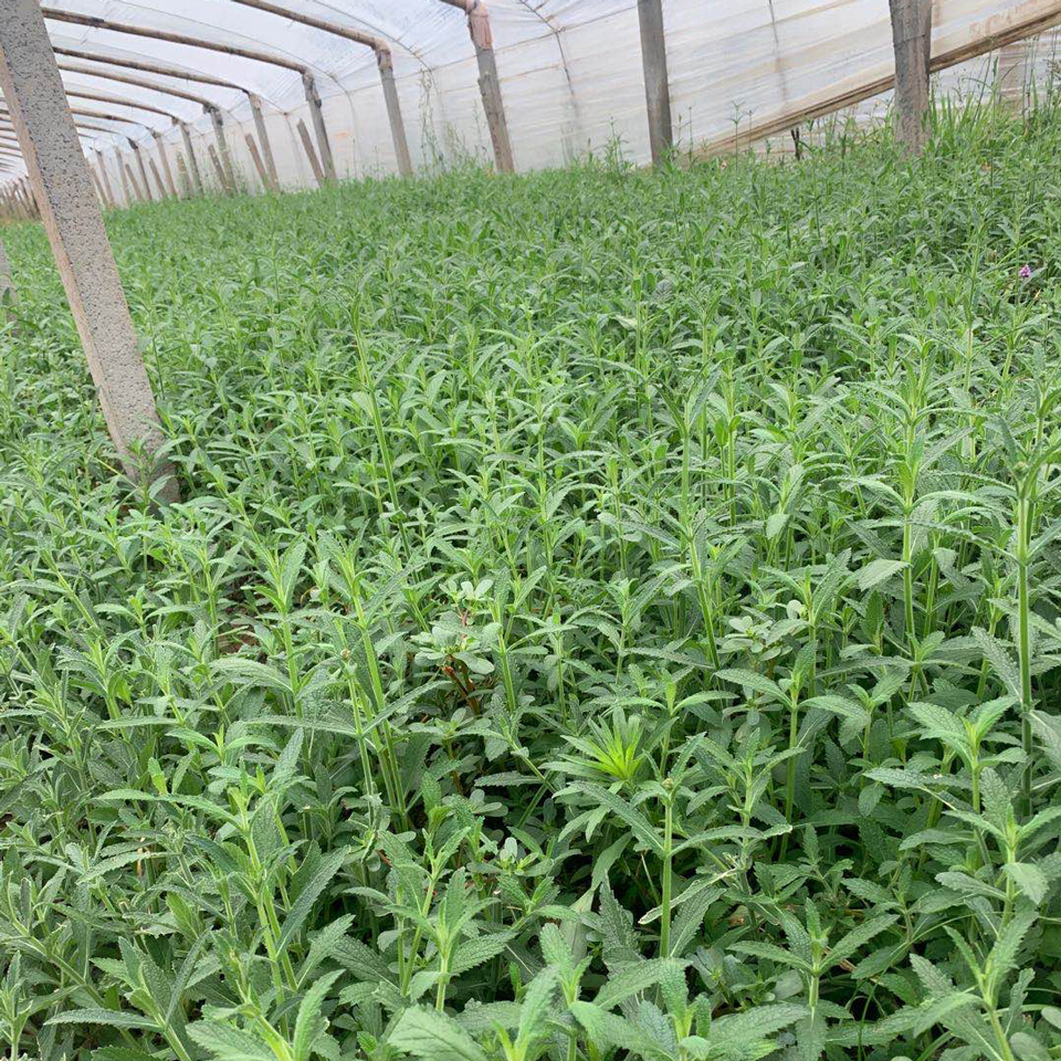 旭腾  马鞭草小苗  马鞭草供应  观赏价值高