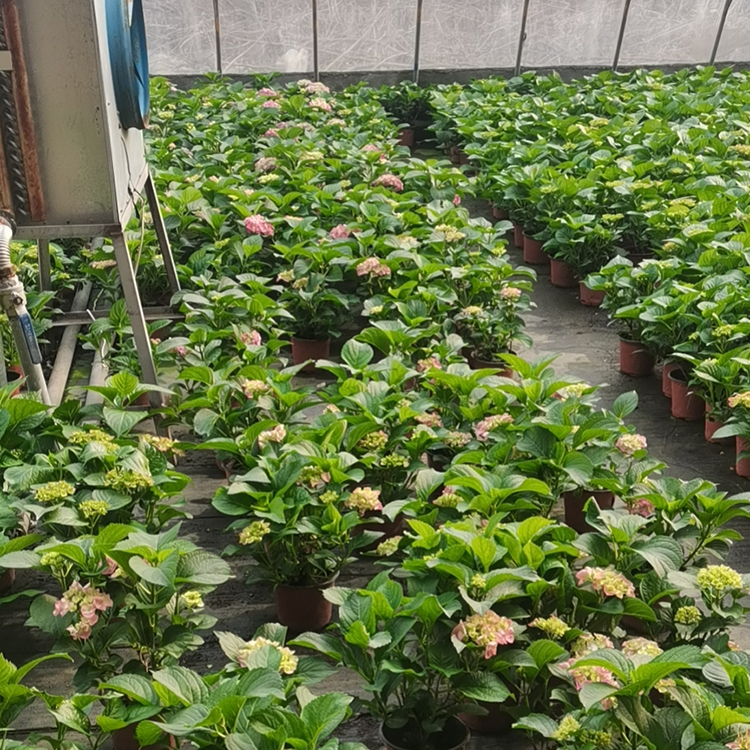 绣球 山东草花基地雅尼花卉大量供应绣球花
